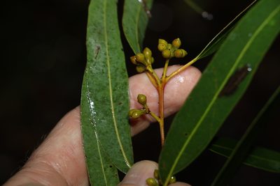 Eucalyptus propinqua, photographed by Greg Tasney