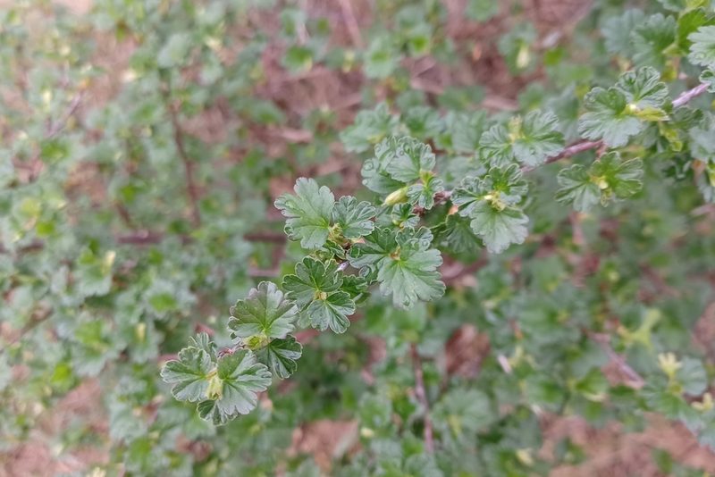 Ribes hirtellum, photographed by Quinten Wiegersma