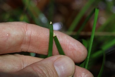 Lomandra filiformis, photographed by Greg Tasney