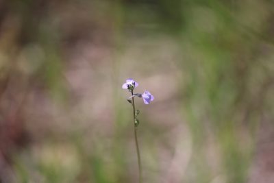 Nuttallanthus canadensis, photographed by Kathy Richardson