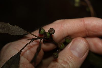 Eucalyptus acmenoides, photographed by Greg Tasney