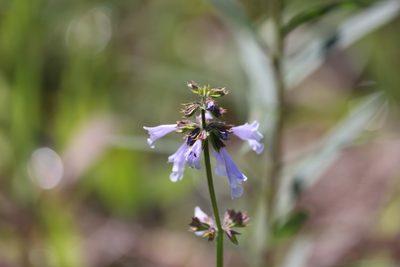 Salvia lyrata, photographed by Kathy Richardson