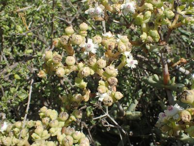 Stoeberia frutescens, photographed by Peter Warren