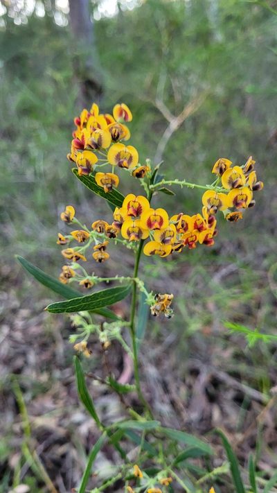 Daviesia corymbosa, photographed by Eamonn Culhane