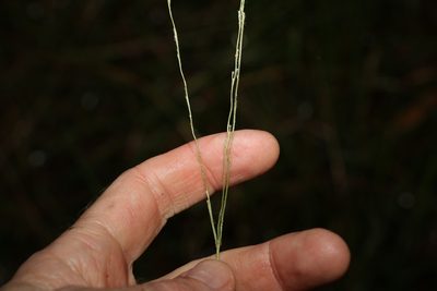 Alloteropsis semialata, photographed by Greg Tasney