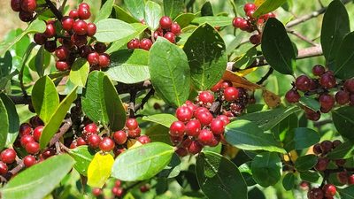Rhamnus alaternus, photographed by Juan José de Haro