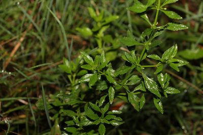 Scoparia dulcis, photographed by Greg Tasney