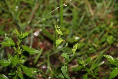 Hypericum gramineum, photographed by Greg Tasney