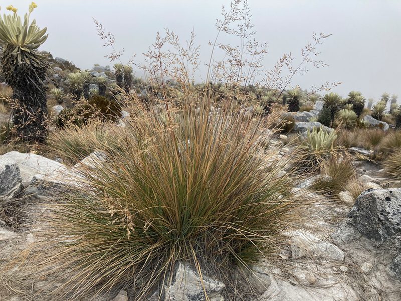 Paramochloa effusa, photographed by Fabien Anthelme