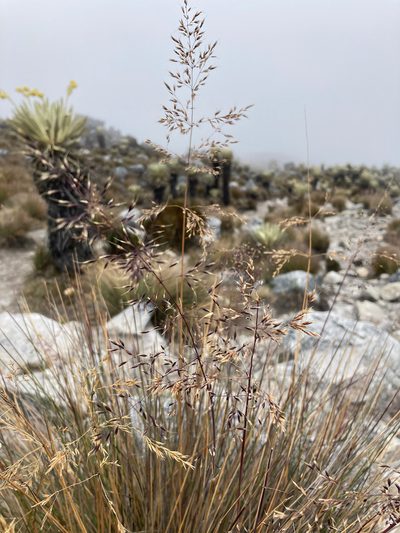 Paramochloa effusa, photographed by Fabien Anthelme