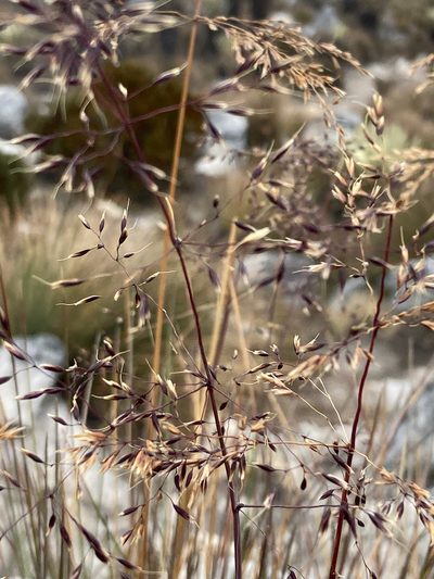 Paramochloa effusa, photographed by Fabien Anthelme