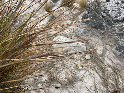 Paramochloa effusa, photographed by Fabien Anthelme