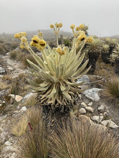 Espeletia lopezii, photographed by Fabien Anthelme
