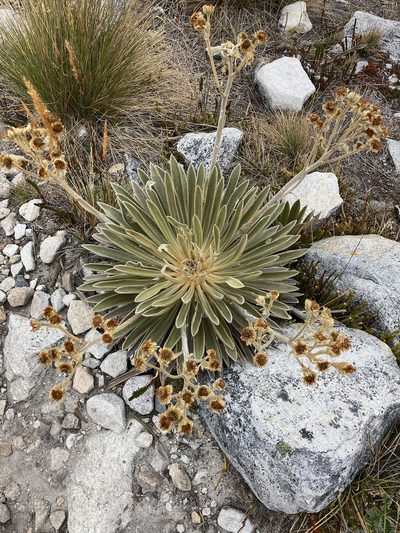Espeletia colombiana, photographed by Fabien Anthelme