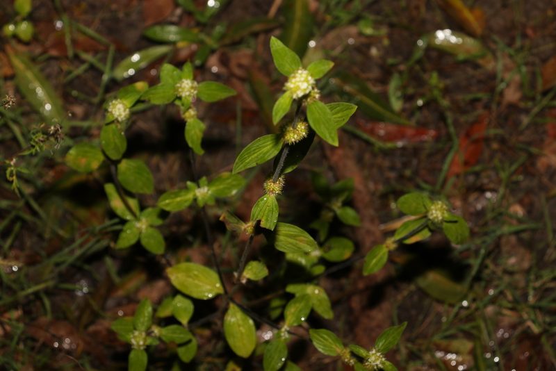 Mitracarpus hirtus, photographed by Greg Tasney