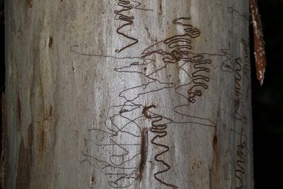 Eucalyptus racemosa, photographed by Greg Tasney