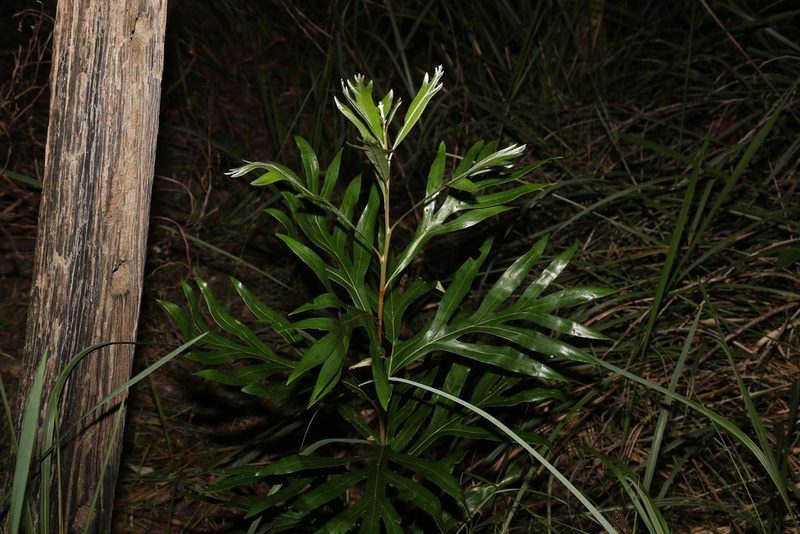 Grevillea baileyana, photographed by Greg Tasney