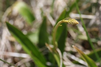 Aletris farinosa, photographed by Kathy Richardson