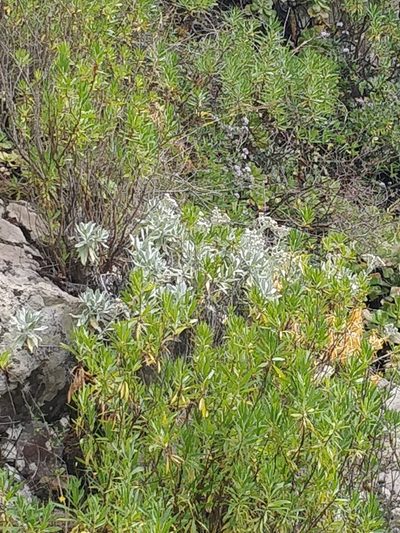 Helichrysum melaleucum, photographed by Vítor Jorge