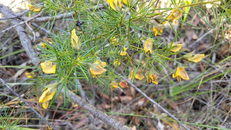 Gompholobium grandiflorum, photographed by Eamonn Culhane