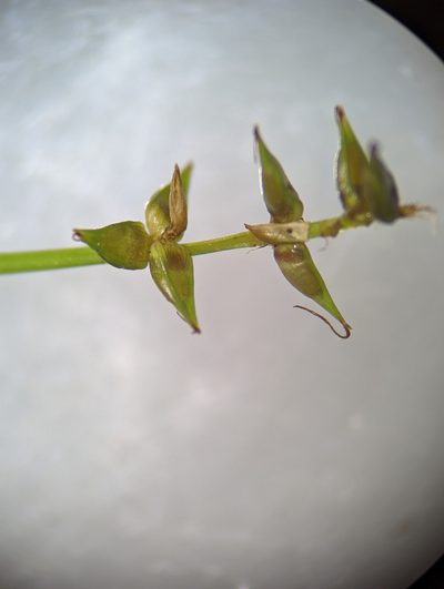 Carex texensis, photographed by Alison Northup