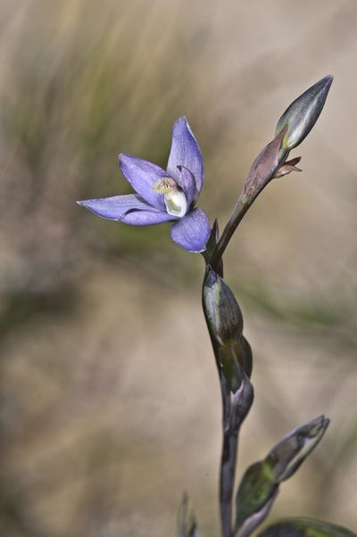 Thelymitra formosa, photographed by Jeremy Rolfe