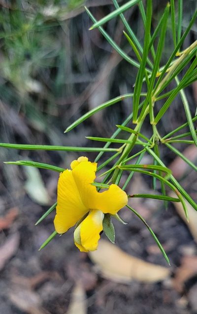 Gompholobium grandiflorum, photographed by Eamonn Culhane