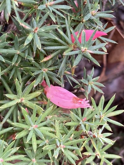 Brachyloma baxteri, photographed by pimelea