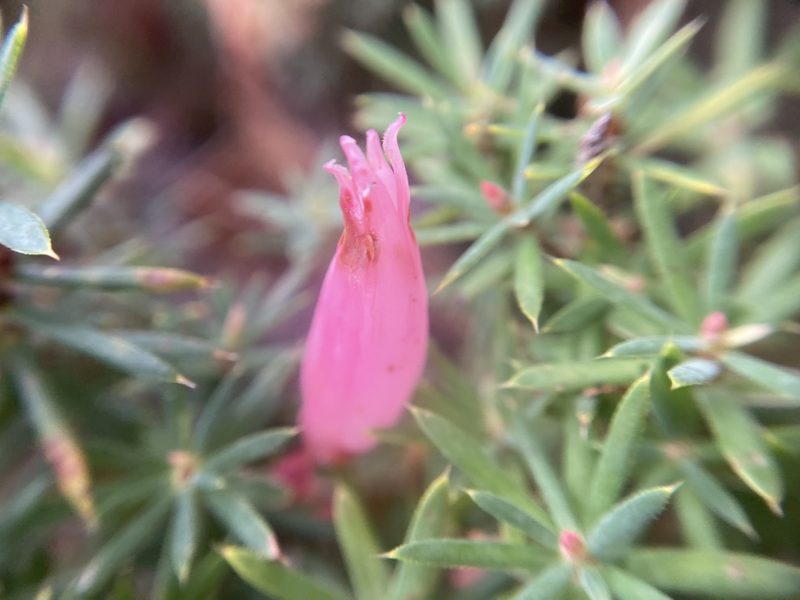 Brachyloma baxteri, photographed by pimelea