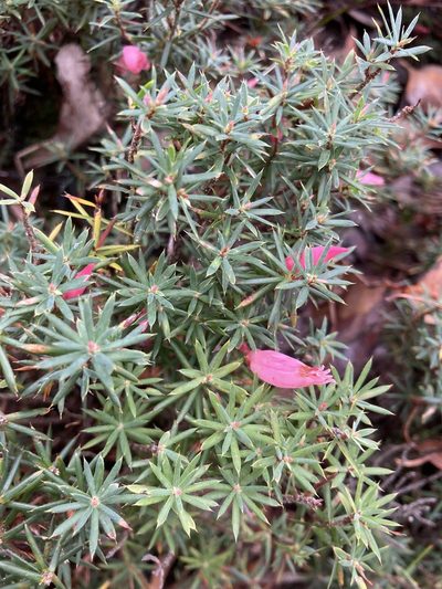 Brachyloma baxteri, photographed by pimelea