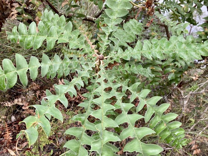 Banksia grandis, photographed by pimelea