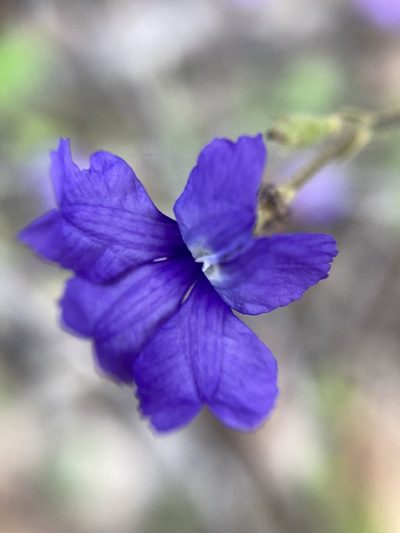Dampiera hederacea, photographed by pimelea