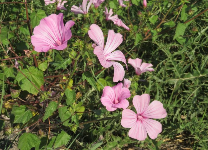 Malva trimestris, photographed by Marco Mussita