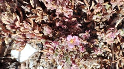 Frankenia hirsuta