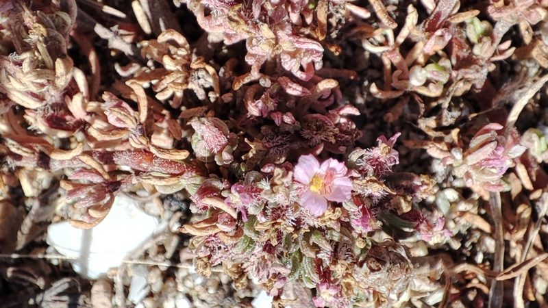 Frankenia hirsuta, photographed by Quentin Groom