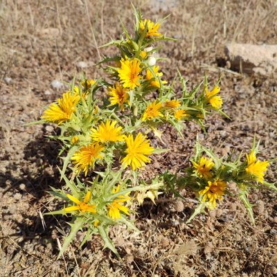 Scolymus hispanicus, photographed by Quentin Groom