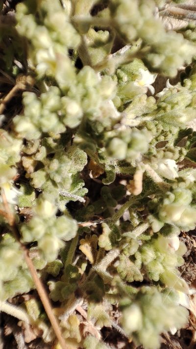 Teucrium alpestre, photographed by Quentin Groom