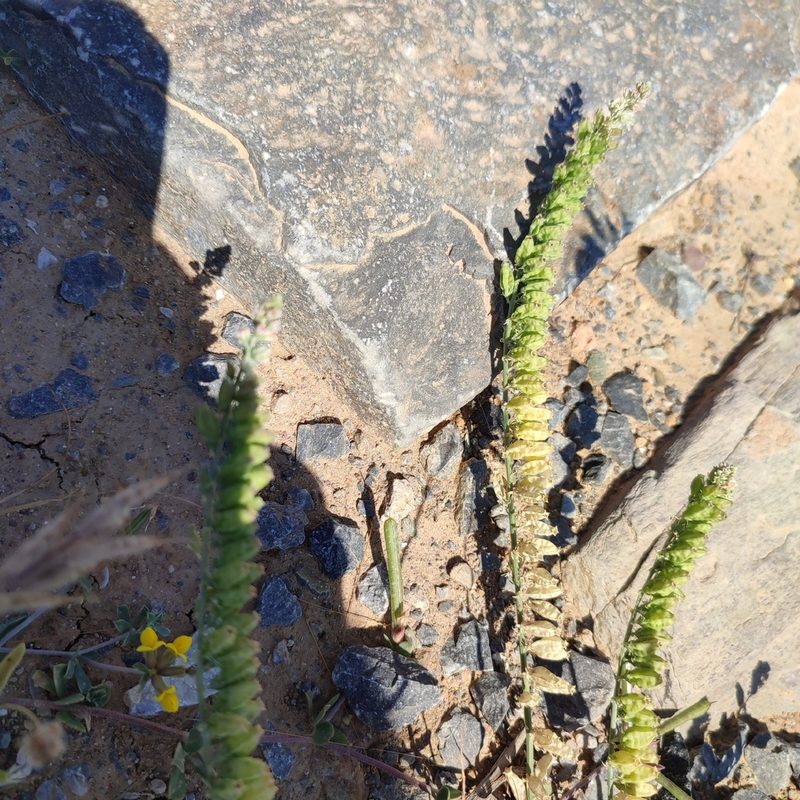 Reseda alba, photographed by Quentin Groom