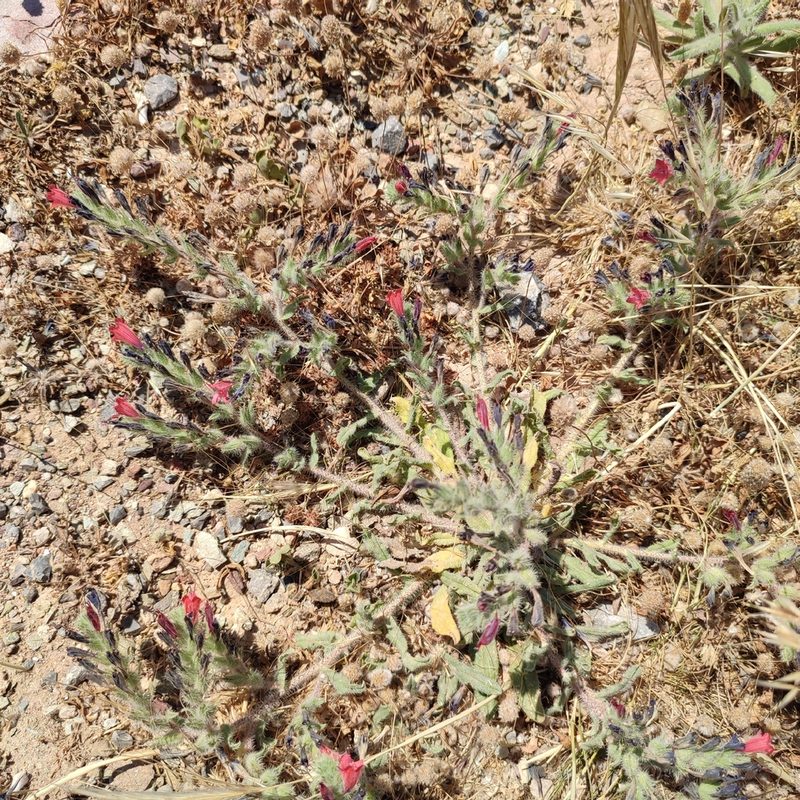 Echium angustifolium, photographed by Quentin Groom
