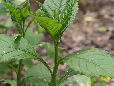 Verbesina alternifolia, photographed by mefisher
