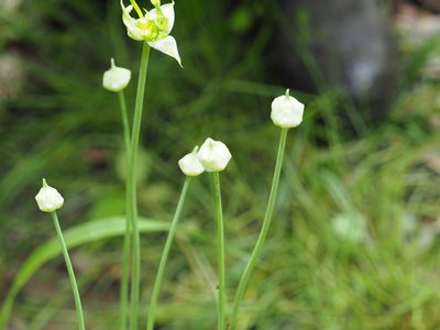 Allium canadense, photographed by mefisher
