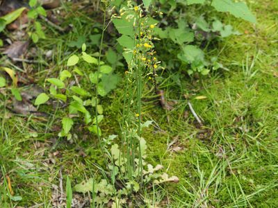 Youngia japonica, photographed by mefisher