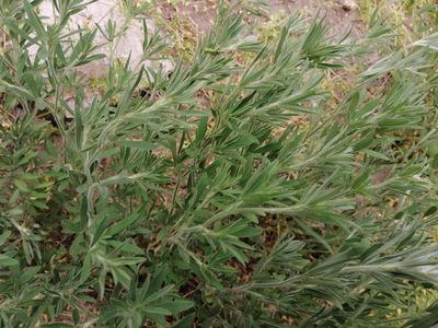 Trifolium arvense, photographed by szegedigombasz