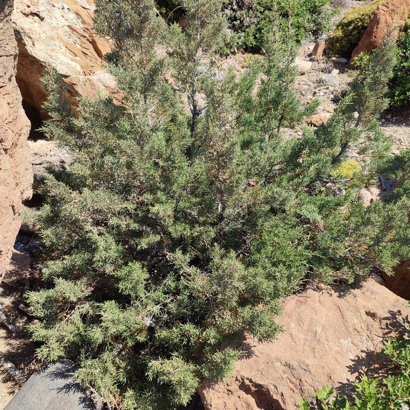 Juniperus turbinata, photographed by Quentin Groom