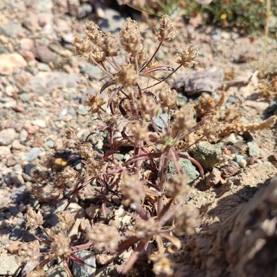 Plantago afra