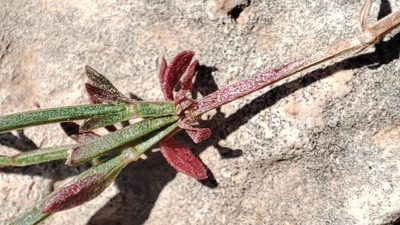 Thliphthisa rigida, photographed by Quentin Groom