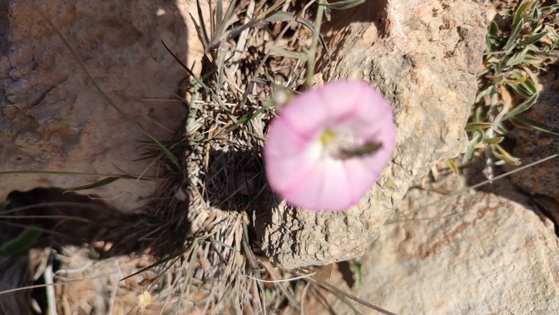 Convolvulus oleifolius, photographed by Quentin Groom