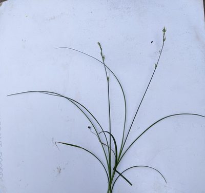 Carex divulsa, photographed by Piermario Maculan
