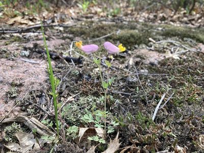 Capnoides sempervirens, photographed by Kate Cary