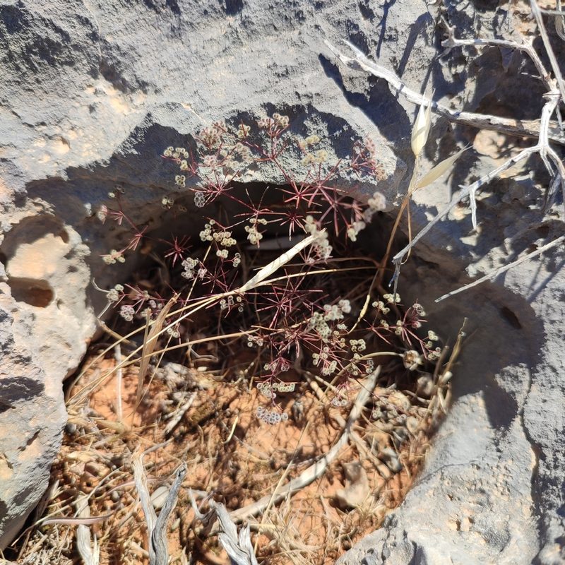 Jubogalium setaceum, photographed by Quentin Groom